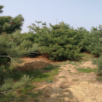 江蘇鵬眾果樹華山松