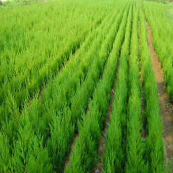 河北鹏众果树桧柏种植价格