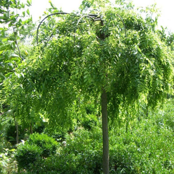 杭州鵬眾刺槐種植技術(shù)