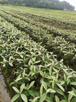 贵阳一年生白玉枇杷苗基地