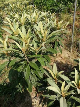 长沙一年生白玉枇杷苗基地批发