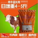 吉林育肥牛养殖技术育肥牛的养殖方法催肥饲料添加剂