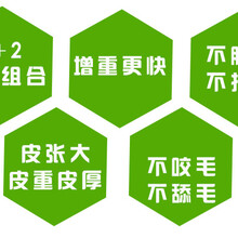 肉驢催肥劑,小驢全階段圖片