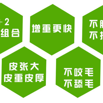 肉驢催肥劑,小驢全階段
