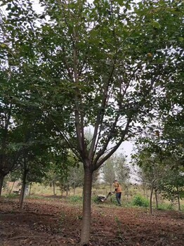 武汉樱花树种植基地