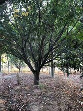 吉林樱花树价格图片