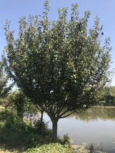 南京樱花树基地直销图片