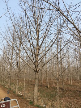 广州银杏树种植基地,银杏大树