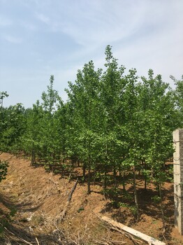 黑龙江银杏树种植基地