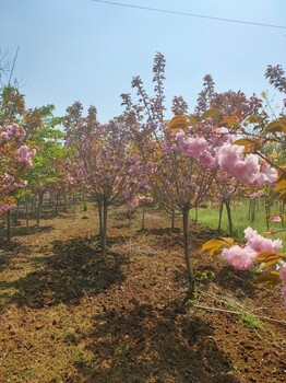 南京樱花树基地