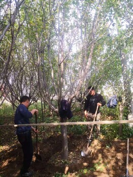 沈陽櫻花樹基地
