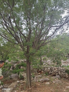 無錫國槐基地