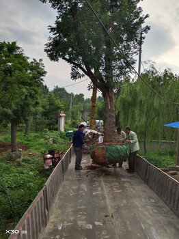 泰州国槐价格