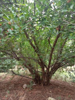 常州石榴树种植基地