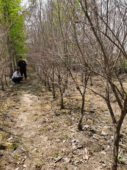 揚(yáng)州石榴樹基地