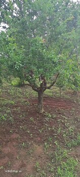沈陽(yáng)石榴樹(shù)種植基地