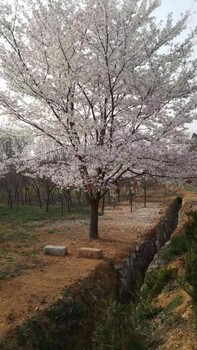 吉林樱花树基地