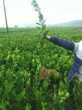 江西纽荷尔脐橙供货商图片