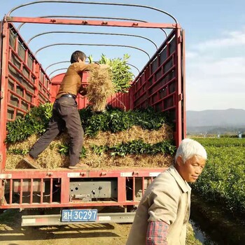 文山州大分特早—大分4号批发代理