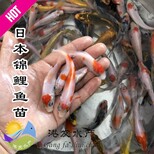 观赏锦鲤鱼鱼苗供应4-5cm锦鲤鱼苗,5-6厘米锦鲤鱼苗价格图片0
