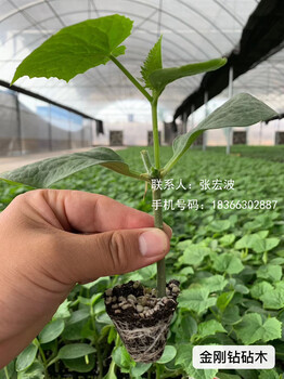 圣優(yōu)58越冬耐寒黃瓜種子圣優(yōu)89全雌油亮耐低溫弱光高抗靶斑病霜霉病白粉病