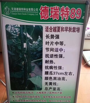 德瑞特79全雌油亮越冬早春耐寒黃瓜種子德瑞特89早春秋延德瑞特65黃瓜種子