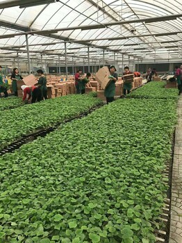 德瑞特79全雌油亮越冬早春耐寒黃瓜種子德瑞特89早春秋延德瑞特65