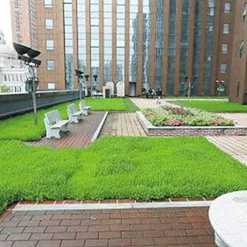 寧波馬尼拉草坪種植基地