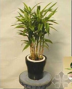 湖北大型植物园林绿化租赁价格