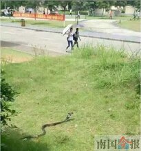 函授大专需要么条件图片