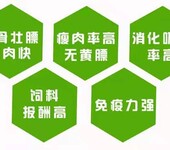 小尾寒羊饲料,精补料,专用浓缩料预混料,英美尔饲料科学养羊