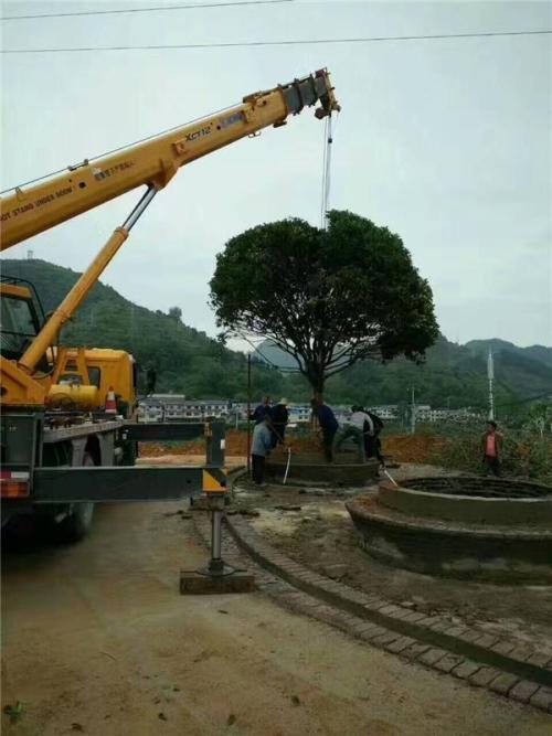 专项-渝北洛碛吊车出租-叉车租赁挖掘机