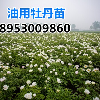 油用牡丹的種植方法,種植油用牡丹效益，牡丹苗價(jià)格
