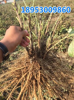 如何养出花大色艳的牡丹，牡丹花苗培育方法，观赏牡丹种植技术