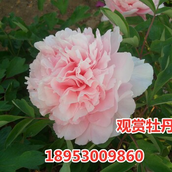 粉色牡丹價格，菏澤牡丹花苗批發(fā)常年出售牡丹芍藥種苗