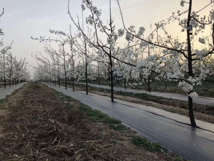 果园除草布平方优惠价