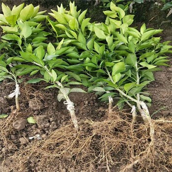 福建紅美人柑桔苗種植基地