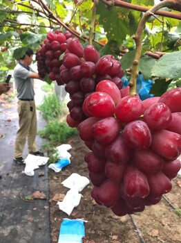 乌鲁木齐浪漫红颜葡萄苗种植技术