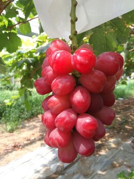 克拉玛依浪漫红颜葡萄苗种苗销售