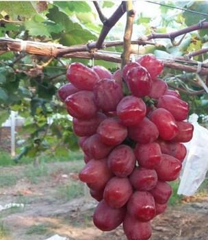 新疆浪漫红颜葡萄苗种植技术