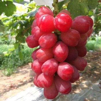 乌鲁木齐浪漫红颜葡萄苗出售