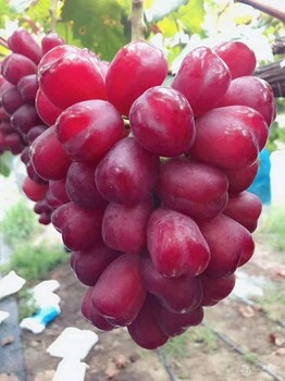 克拉玛依浪漫红颜葡萄苗种植基地