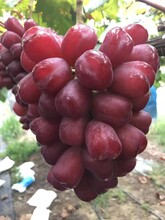 浪漫红颜葡萄苗种植