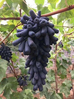 新疆甜蜜蓝宝石葡萄苗种植方法