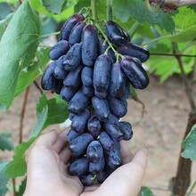 乌鲁木齐甜蜜蓝宝石葡萄苗种植图片