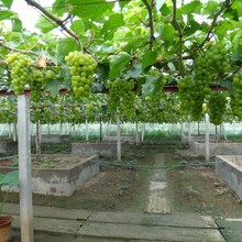吐鲁番正宗阳光玫瑰葡萄苗种植技术