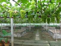 乌鲁木齐阳光玫瑰葡萄苗种植技术图片2
