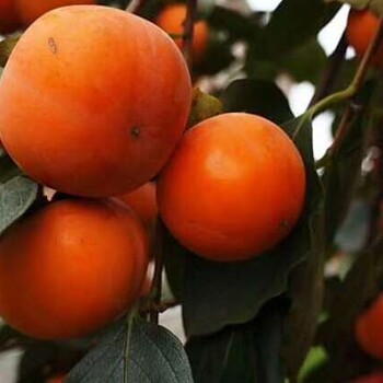 贵州甜柿子苗供应