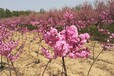 淄博彩叶海棠种植