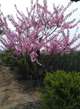 日照彩叶海棠苗木